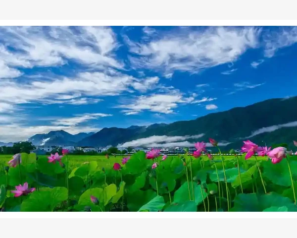 吃甘蔗有助于化痰？中医科普揭秘真相！